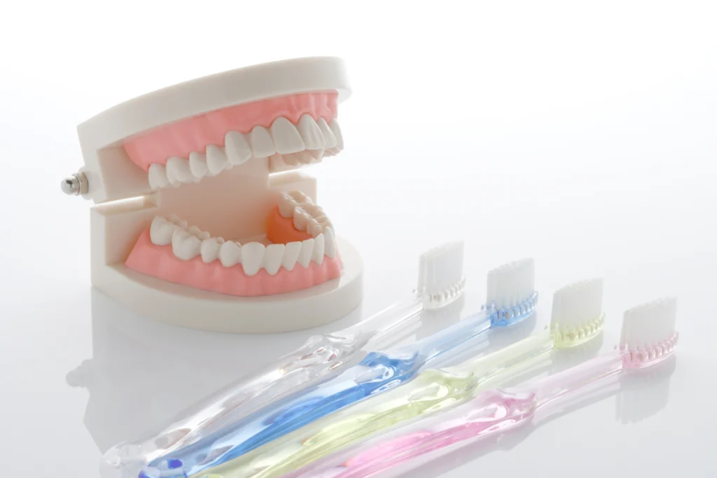 Modèle dentaire pédagogique entouré de brosses à dents
